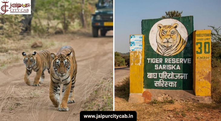 Sariska Jungle Safari Rajasthan