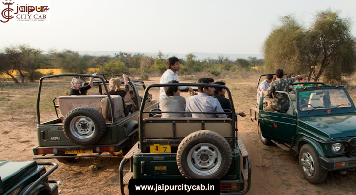 Sariska Wildlife Photography Tour