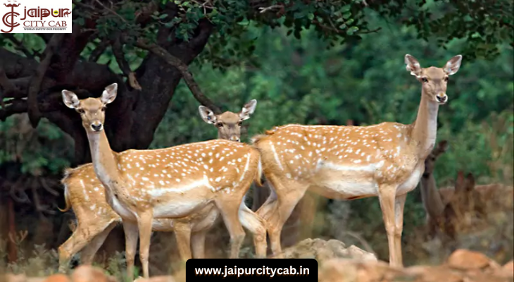 Jaipur to Sariska Taxi Service