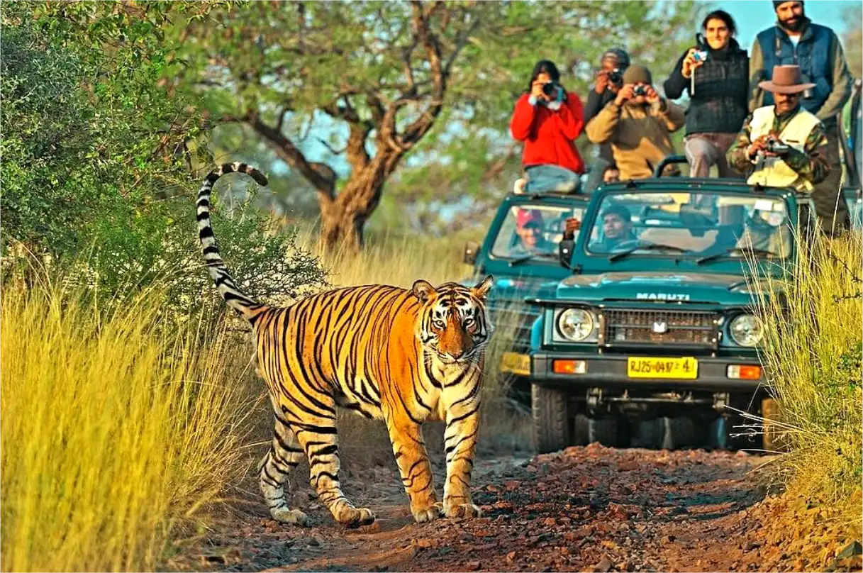 Book Taxi, Car, Cab for Ranthambore Wildlife Package