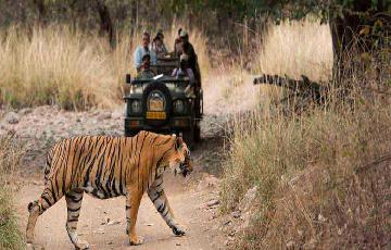 Book Taxi, Car, Cab for Ranthambore Wildlife Package